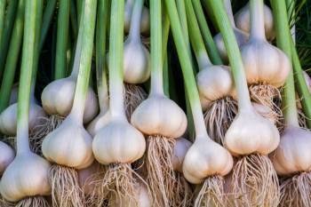 guide-to-setting-up-a-garlic-farm-in-maharashtra-english.jpeg