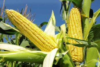 high-yielding-maize-for-indian-farmers-english.jpeg