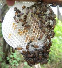 Honey production nearly doubles as government expands scientific beekeeping