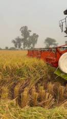 How to harvest rice crop, prepare farm for the next