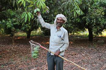 how-to-set-up-mango-farming-in-maharashtra-english.jpeg