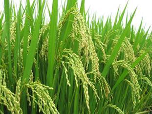 hybrid-rice-complements-weather-conditions-of-india-english.jpeg