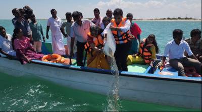 icar-cmfri-releases-500-000-hatchery-produced-pearl-oyster-spat-in-gulf-of-mannar-english.jpeg