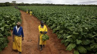 ifc-zimbabwe-partner-to-develop-smallholder-farmers-agriculture-insurance-english.jpeg