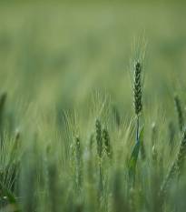 illumina-launches-new-wheat-barley-array-english.jpeg