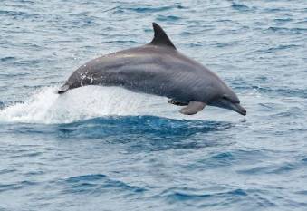 india-advances-marine-research-by-tracking-whale-and-dolphin-sounds-english.jpeg