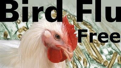 india-declares-itself-free-from-bird-flu-english.jpeg
