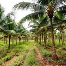 India expands oil palm drive as government targets higher domestic edible oil production