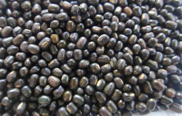 india-extend-import-deadline-for-250-000-tonnes-of-black-gram-to-may-31-english.jpeg