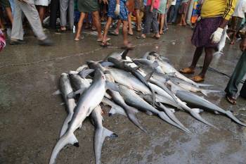 india-gears-up-to-adopt-national-plan-of-action-for-conservation-of-sharks-nbsp-english.jpeg