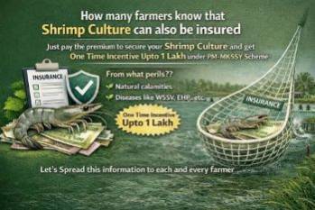 India to strengthens support for shrimp farmers through insurance, disease control and infrastructure