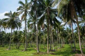 India tops global coconut production; new promotion scheme announced in Budget 2026–27