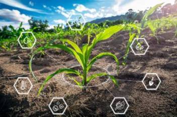India turns to AI-powered precision farming to tackle climate risk