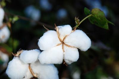 indias-cotton-crop-estimated-34-mn-bales-during-2016-17-english.jpeg