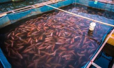 India's fish production rises nearly 40% under PMMSY, exports jump 58%