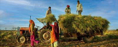 indias-growing-food-basket-a-key-player-in-global-food-security-english.jpeg