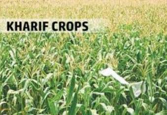 indias-kharif-sowing-increased-by-5-71-at-1113-63-lakh-hectares-area-hindi.jpeg