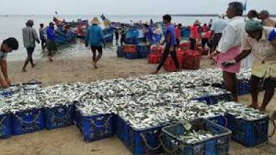 India’s marine fish catch rises 3% to 35.7 lakh tonnes