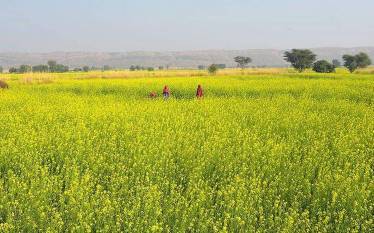 indias-rabi-acre-coverage-increased-by-2-4-mn-hectares-english.jpeg