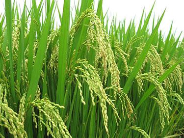indias-rabi-crops-sowing-crosess-8-1-mn-ha-english.jpeg