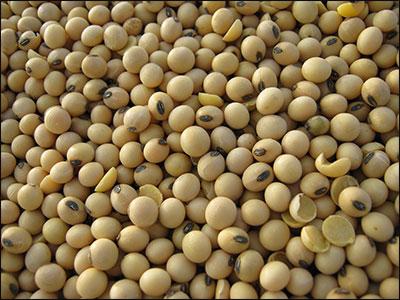 indias-soymeal-exports-in-nov-16-records-104-growth-english.jpeg