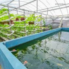 kalimpong-turns-to-aquaponics-to-battle-water-crisis-english.jpeg