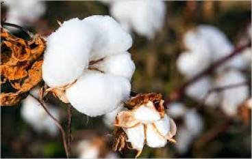 Kapas crop damaged due to rains: New ginning season begins, cotton seed cake  will be delayed