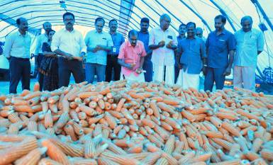 kfl-sights-success-in-indigenous-maize-crop-first-load-reaches-psus-plant-english.jpeg