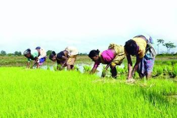 kharif-crops-sowing-increase-by-7-15-at-1082-22-lakh-ha-area-as-on-august-28-marathi.jpeg