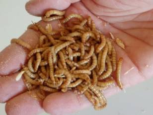 maastricht-university-research-finds-that-mealworm-protein-is-as-beneficial-as-milk-protein-english.jpeg