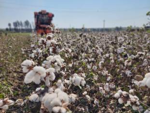 maharashtra-farmers-adopt-hdps-to-boost-cotton-productivity-english.jpeg