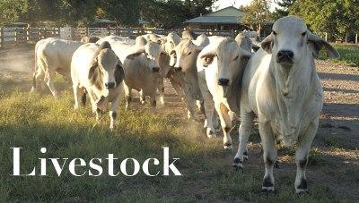 maharashtra-launches-livestock-insurance-scheme-fortnight-english.jpeg