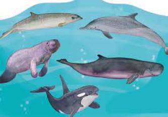 marine-mammal-conservation-a-key-factor-in-indias-seafood-exports-english.jpeg