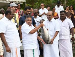 minister-saji-cheriyan-launches-demonstration-of-hatchery-produced-giant-trevally-farming-english.jpeg