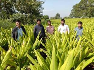 Monsoon disrupts Kharif season; Transworld flags severe crop losses monsoon-disrupts-kharif-season-transworld-flags-severe-crop-losses-english.jpeg