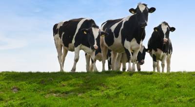 mooofarm-secures-funding-from-accel-to-assist-small-dairy-farmers-english.jpeg