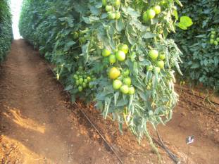 netafims-drip-irrigation-technology-helps-shivpuri-farmers-achieve-40-increase-in-crop-yield-english.jpeg