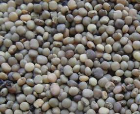 new-guar-seed-season-will-start-early-options-are-safe-tool-for-farmers-currently-english.jpeg
