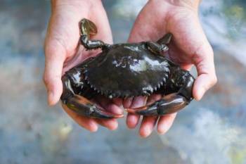 odishas-ecricc-project-boosts-profits-through-mud-crab-farming-english.jpeg