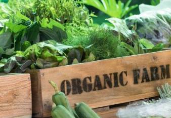 organic-farming-on-the-rise-can-it-meet-the-growing-demand-for-sustainable-produce-english.jpeg