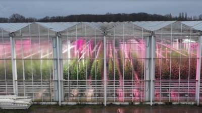 osram-launches-led-lights-for-greenhouse-cultivators-english.jpeg