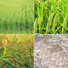 pesticides-use-did-not-affect-basmati-rice-export-analysis-by-ccfi-reveals-english.jpeg