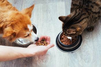 PHDCCI recommends animal husbandry department for early adoption of BIS  Specification in pet food