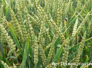 Rabi crop area coverage crosses 580 lakh hectare