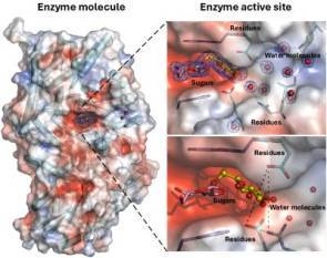 Researchers uncover atomic-level secrets of key plant enzyme with potential industrial applications
