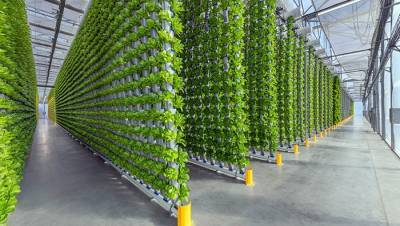 revolutionizing-agriculture-the-rise-of-vertical-farming-quot-english.jpeg