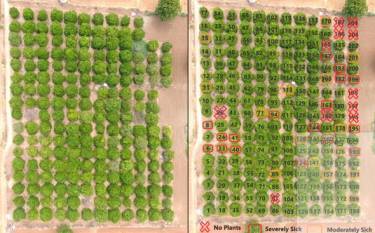 samhitha-logs-30-percent-higher-yield-for-citrus-crops-in-telangana-ap-english.jpeg