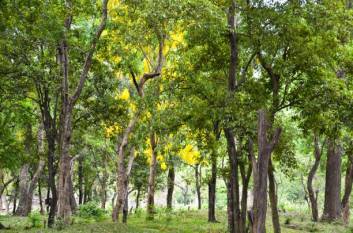 sandalwood-farming-takes-root-in-india-english.jpeg