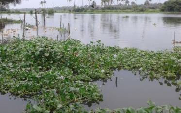 seaweed-a-sustainable-and-versatile-crop-for-aquaculture-english.jpeg