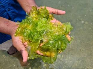 Seaweed feed additive cuts cattle methane emissions by 77%